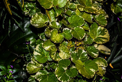 Close-up of fresh green leaves on plant