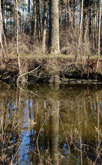 Reflection of trees in lake