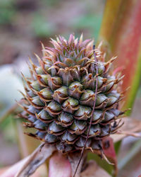 Close-up of succulent plant