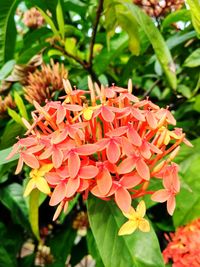 Close-up of flowers blooming outdoors