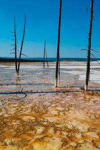 Bare tree on shore against blue sea