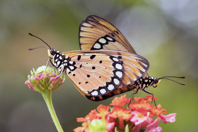 Butterflies mating and flying around the garden, colorful with bokeh and green natural background