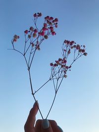 Person holding flowering plant against sky