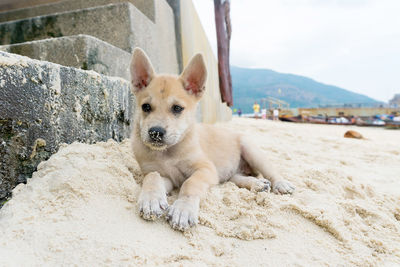 Portrait of dog on beach against sky