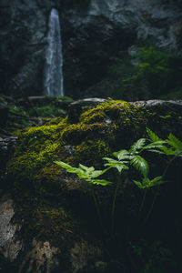 Close-up of moss growing on plant