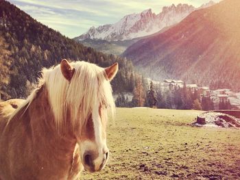 Close-up of horse on field against mountains