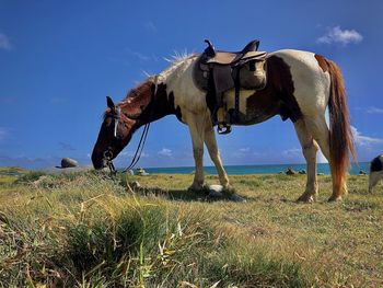 View of a horse on field