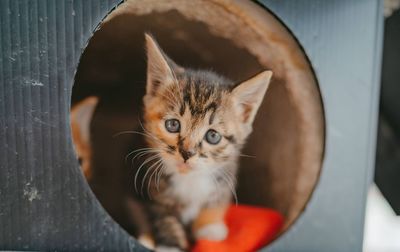 Close-up portrait of cat by window