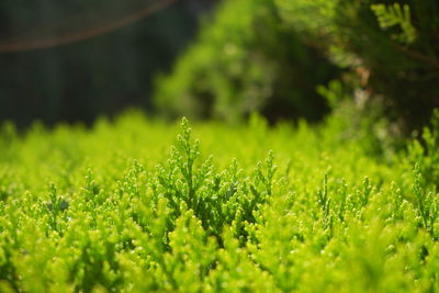 Decidous bush, freshly cut