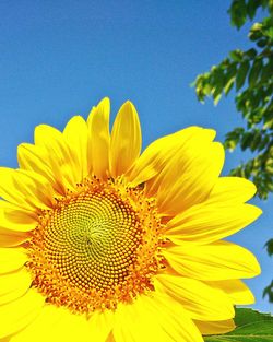 Close-up of sunflower