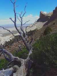 Bare tree by rocky mountains against sky