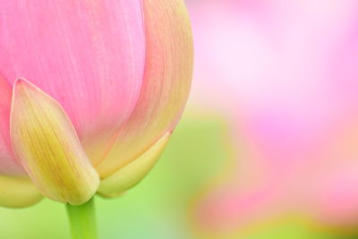 Close-up of pink flowers