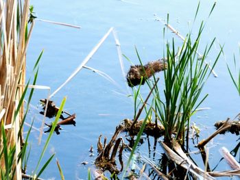 Plants in water