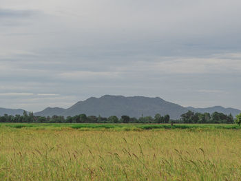 Scenic view of agricultural field against sky