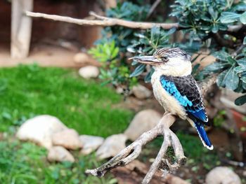 Close-up of bird perching on branch