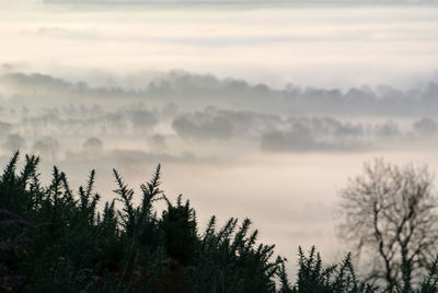 Plants growing on land against sky