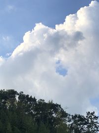 Low angle view of trees against sky