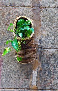 High angle view of plant in basket on wall