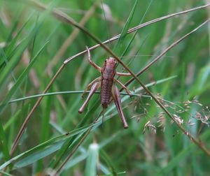 Close-up of insect on plant