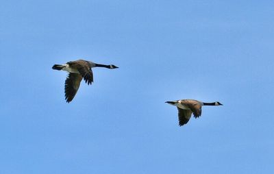 Low angle view of birds flying in sky