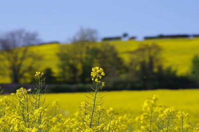 Close-up of fresh yellow flowers in field against sky