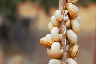 Close-up of snails on wood