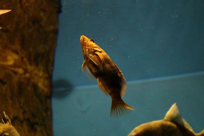 Close-up of fish swimming in aquarium