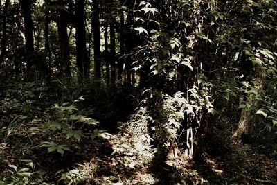 Trees growing in forest