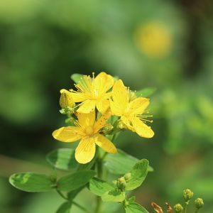 Close-up of yellow flower