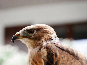 Close-up of owl