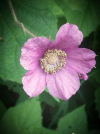 Close-up of pink flowers