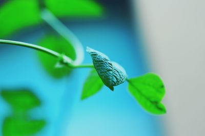 Close-up of insect on leaf