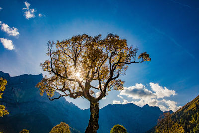 Low angle view of tree against sky