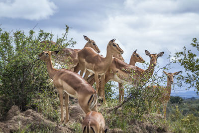 View of two horses on field