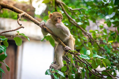 Monkey on the tree. animals in the wild.