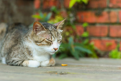 Cat resting on a wall