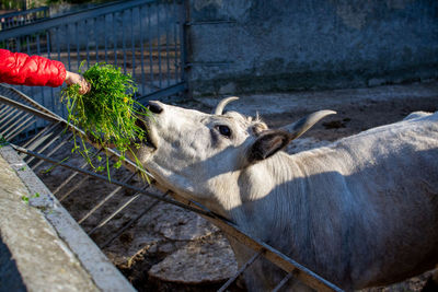 Beautiful cow eating grass in the zoo close up portrait