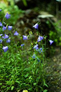 Close-up of purple crocus flowers blooming on field
