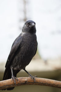 Close-up of bird perching on wood