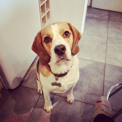 Portrait of dog sitting on floor at home