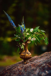 Close-up of small plant