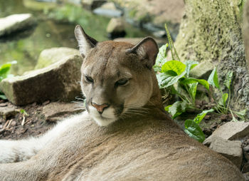 Cat looking away in a zoo