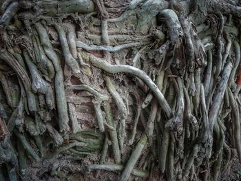 Full frame shot of tree trunk