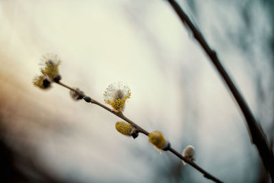 Close-up of flowering plant