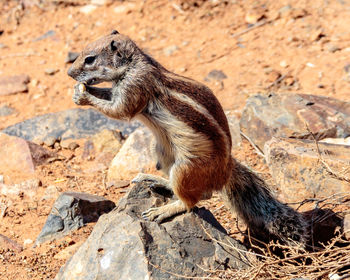 Squirrel sitting on rock