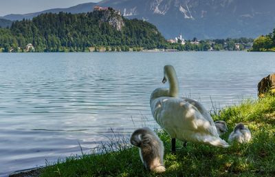 Swans swimming in lake