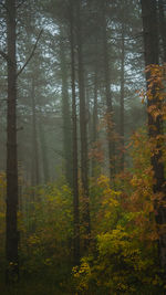 Trees in forest during autumn