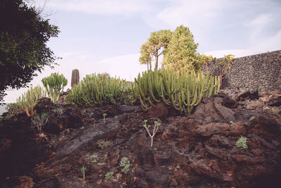 Plants and trees on landscape against cloudy sky