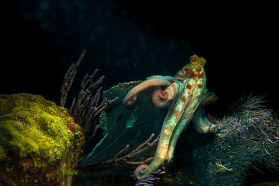 Close-up of coral swimming in sea