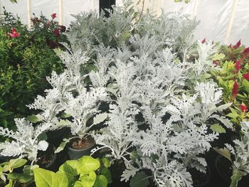 Close-up of white flowering plants